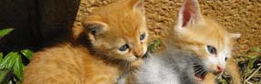 Adopt a kitten Adopt a kitten