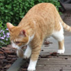 Tabbypie