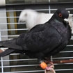 Sack of pigeons confiscated by police