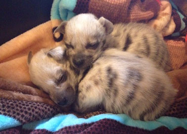 striped hyena baby